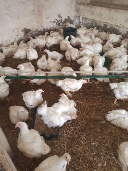 sprzedam brojlery z własnej przydomowej chodowli