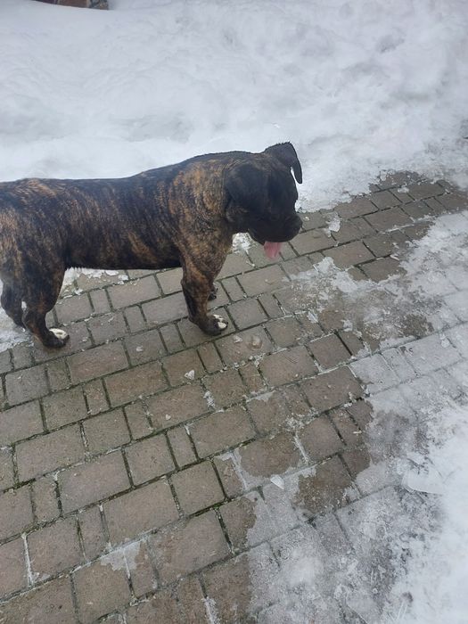 Девочка Кане Корсо