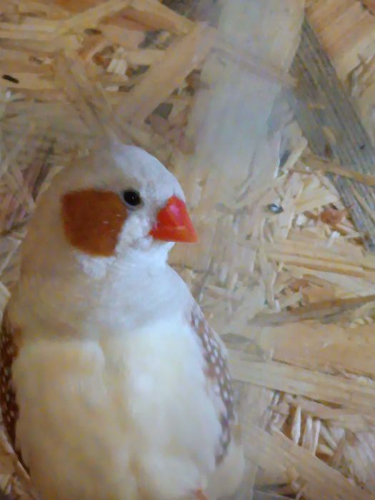 Sprzedam młode zeberki