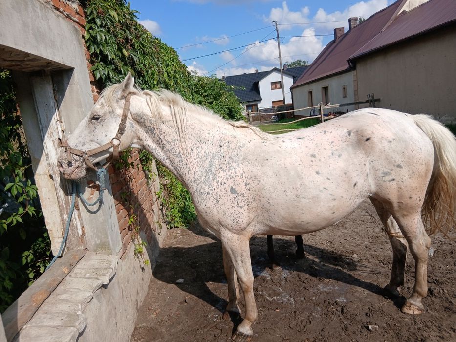 Sprzedam tarantowa klacz SP 5-letnia.