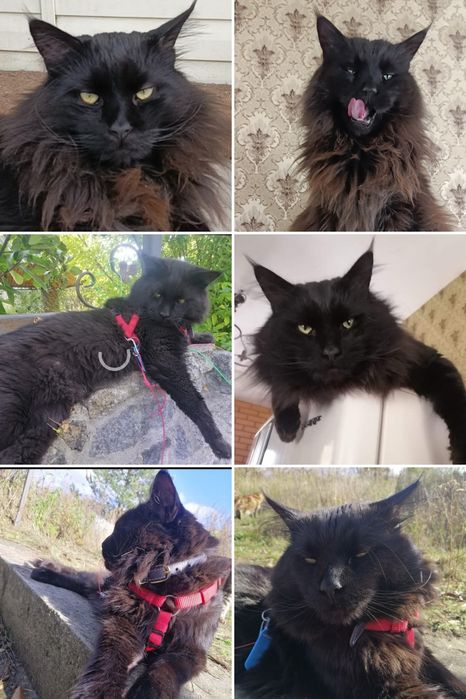 Мейн-кун, дівчинка