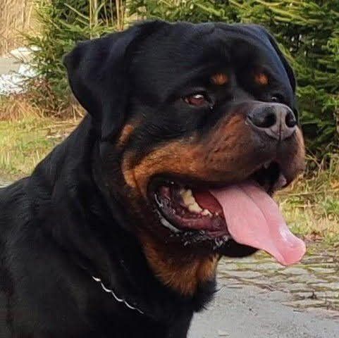 Rottweiler szczenię