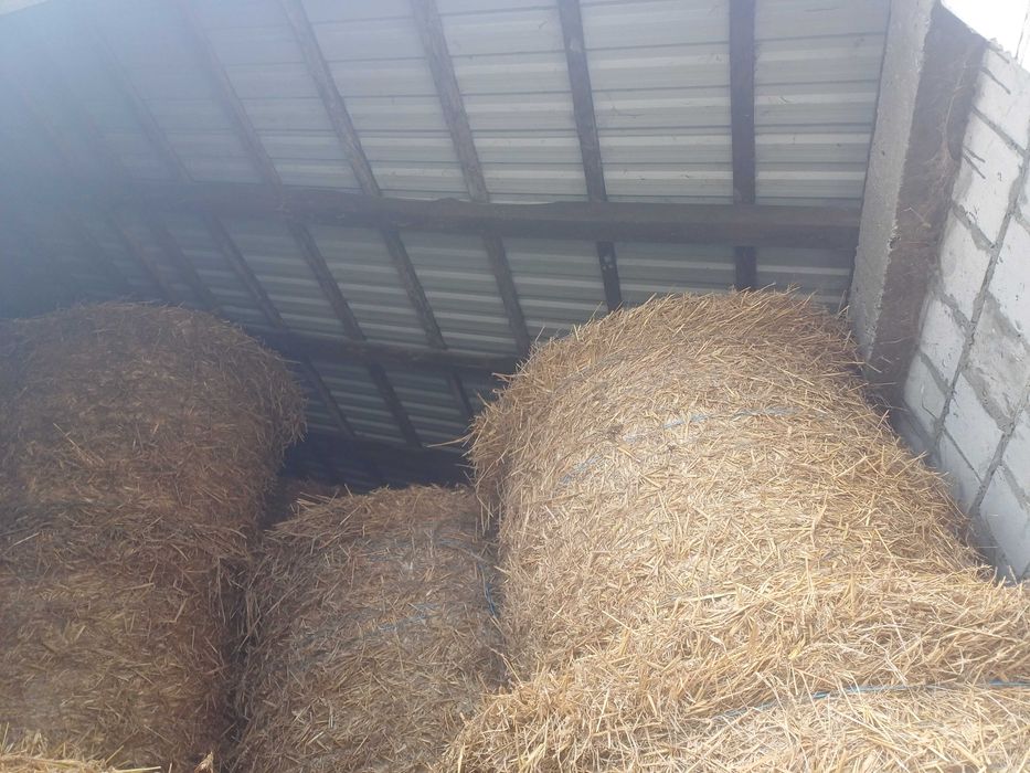 sucha słoma baloty 120x120 dla koni krów spod dachu