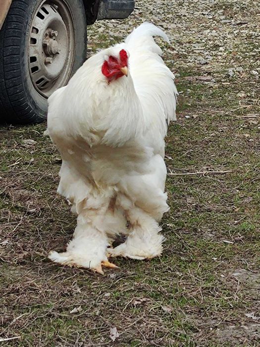 Инкубационное яйцо брама