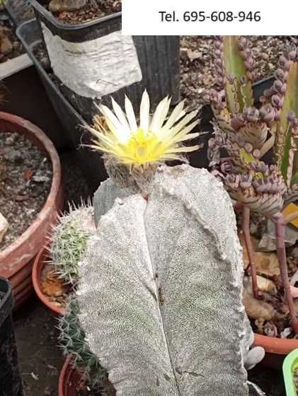 Kaktusy - wyprzedaż