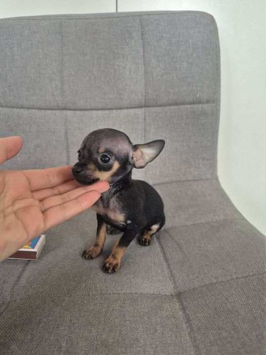 Щенок мини той терьер мальчик 2 месяца