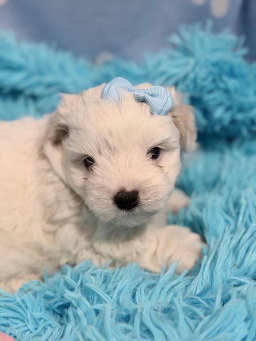 Bichon Maltês macho