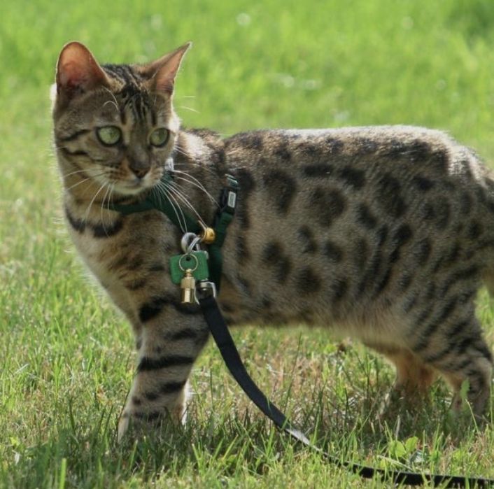 Passeios & Pet Sitting