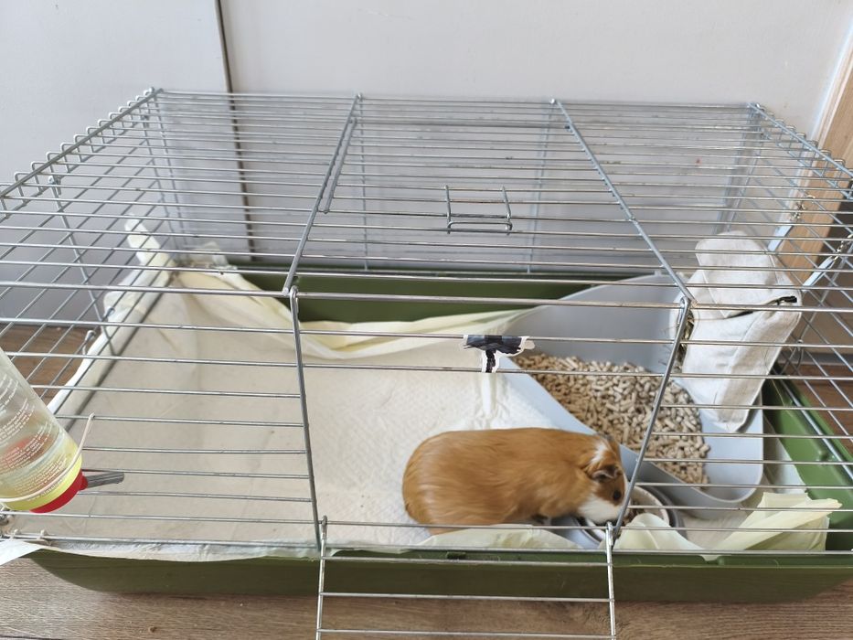 Oddam świnkę świnka morska sprzedam