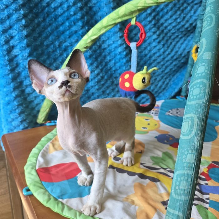 Kocurek niebieskooki Devon rex