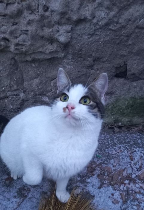 Марсік,6 місяців