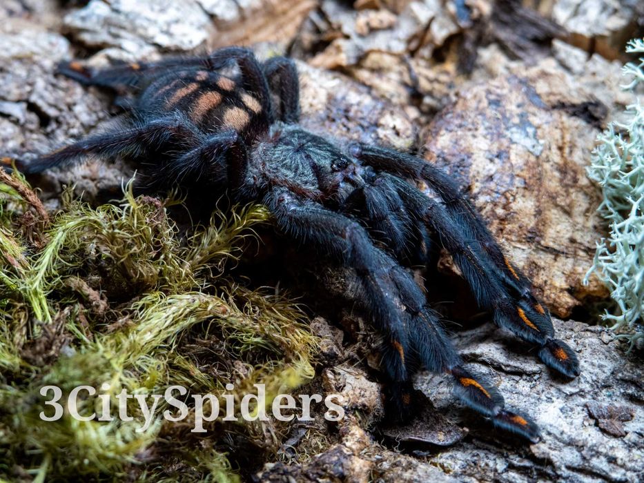 Psalmopoeus irminia NS 2DC (3CitySpiders)