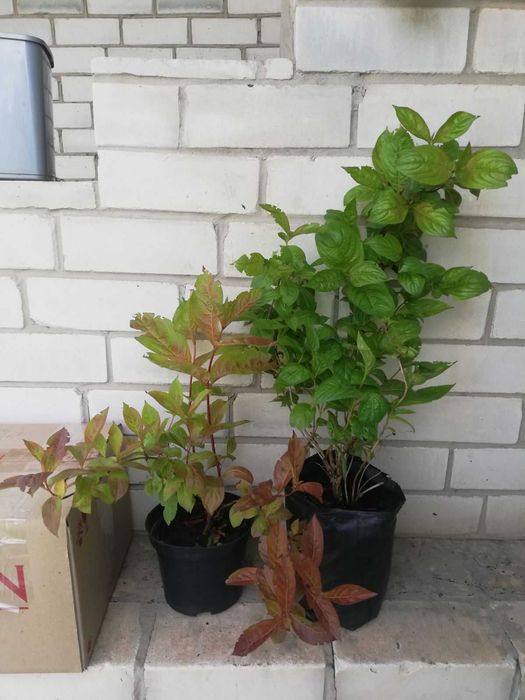 вейгела дейція  магонія керія калина спіреї калікарпа пухироплідники