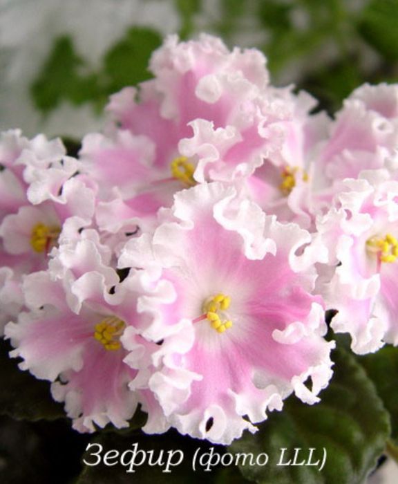 Продам фіалки сортові