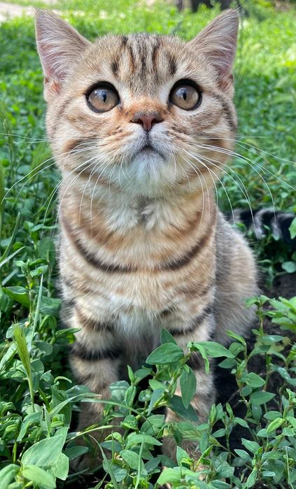 Шотландський чистокровний котик кошеня