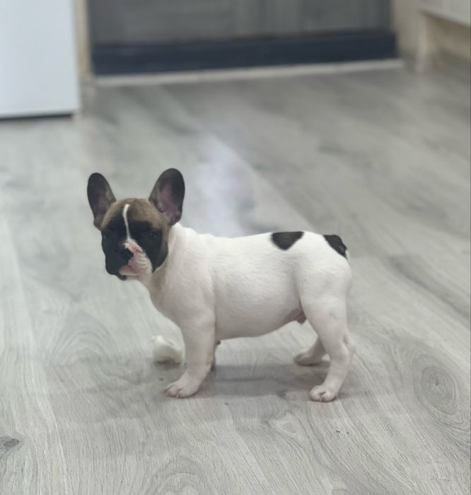 Французські круасанчики