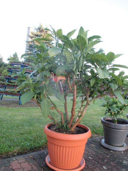 datury takie jak na zdjęciu duże