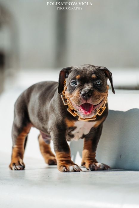 Американский булли