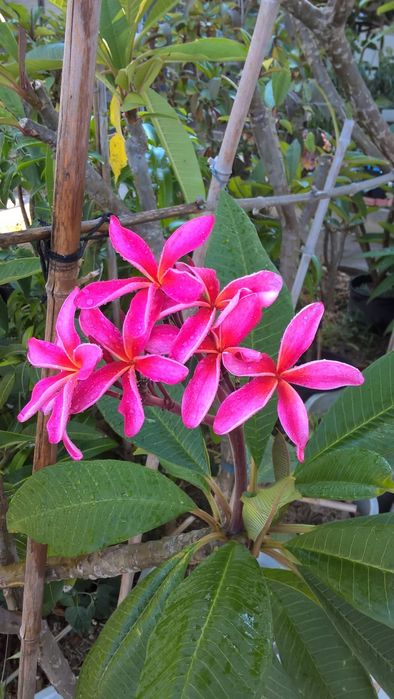 Pulmerias várias cores