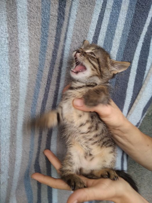 Рафик,1,6 месяцев в добрые руки!