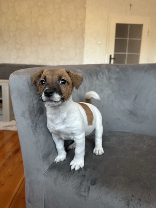 Jack Russell Terrier