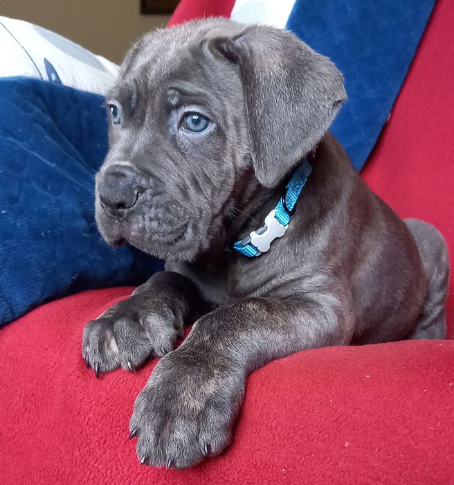 Cane Corso piesek ZKWP/FCI
