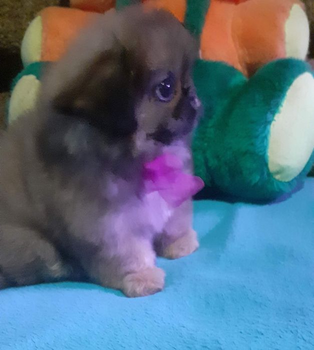 Малышка королевского пекинеса