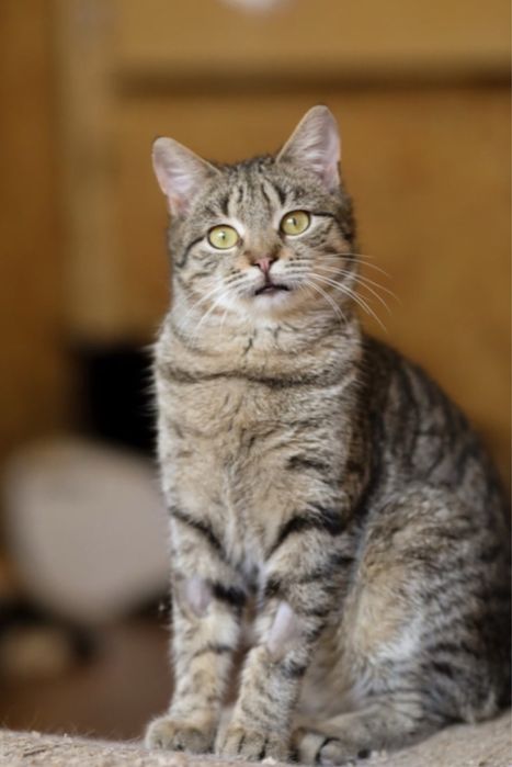 Зак, котик мальчик, котенок 1 год