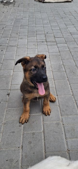 Хлопчик німецька вівчарка