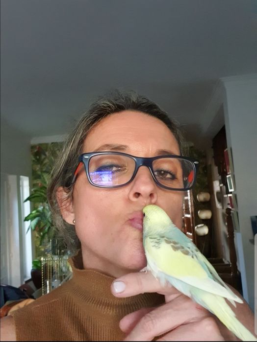 Piriquitos bebés criados à mão