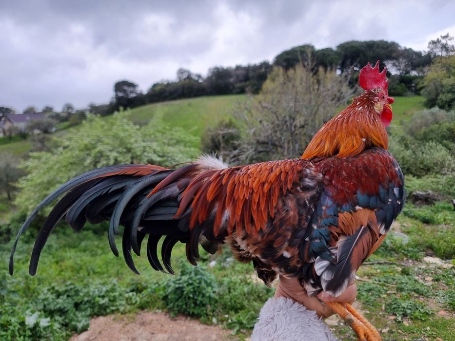 Galo Garnizé Adulto - Muito Bonito e Saudável
