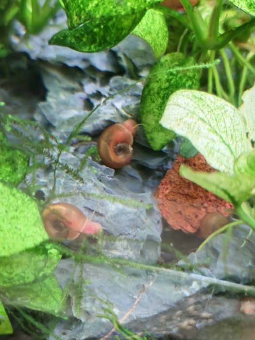 Planorbis  caracol para aquario água doce