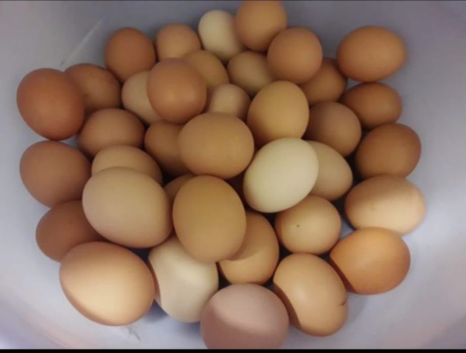 Vendo ovos caseiros