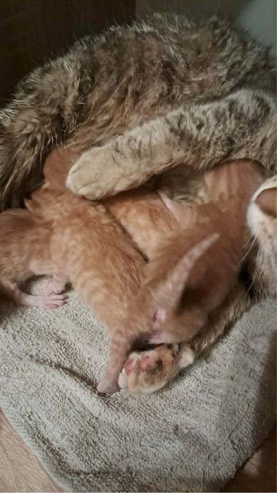 Kotki do oddania rezerwacja !!!!