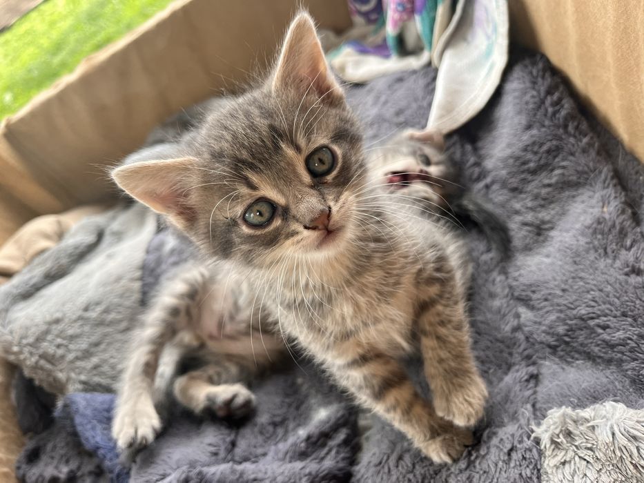 Кошенята шукають родину
