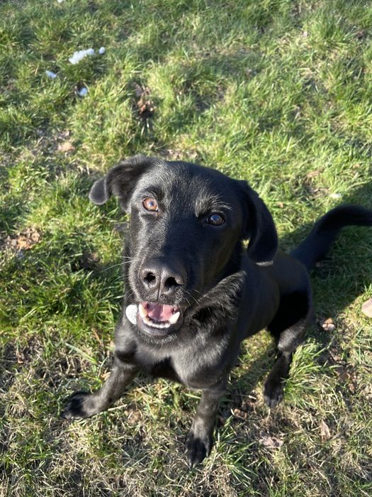 PILNE! Rafi szuka domu