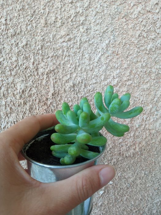 Монвіллея,спатифілум, ехеверії,сукуленти