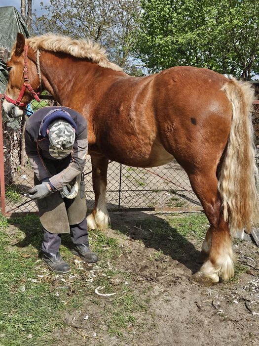 Klacz w typie sztumskim