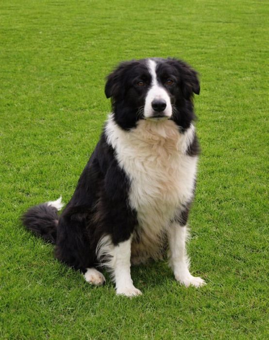 Border Collie piesek