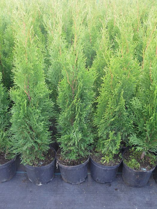 Tuja thuja szmaragd