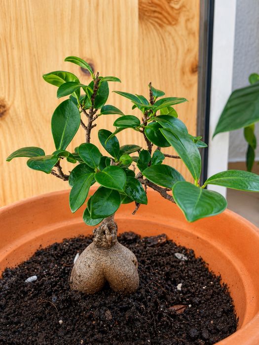 Bonsai Ficus  10 anos