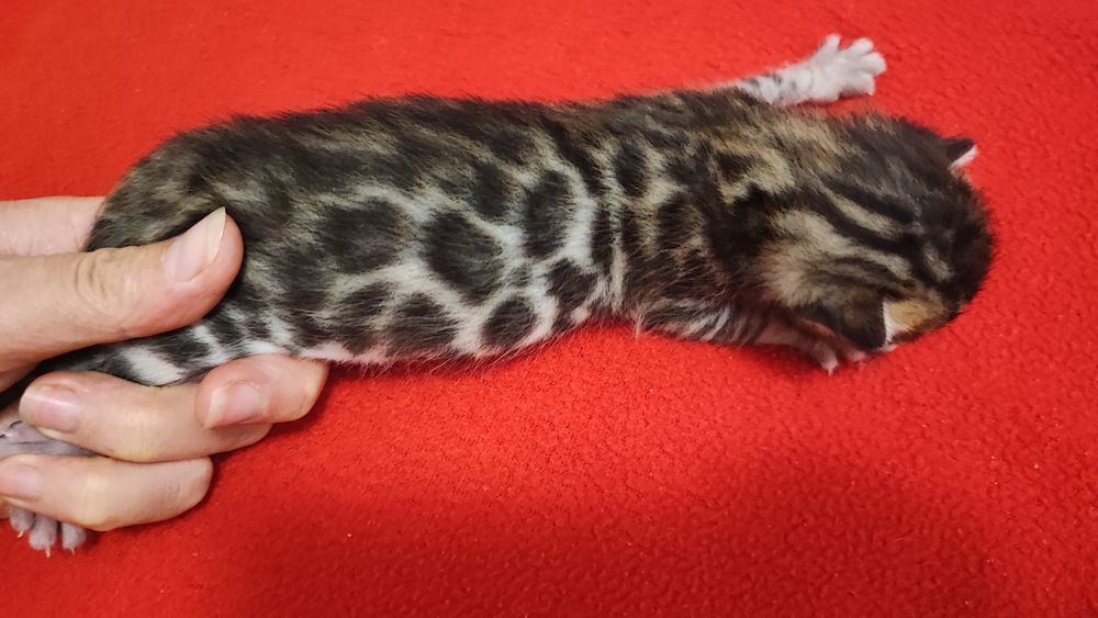 Маленькі тигринята! Бенгали!