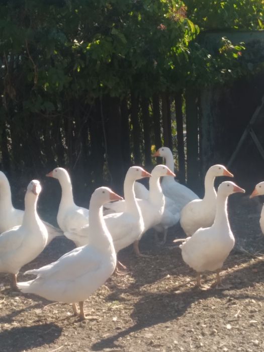 Продаж. Гуси білі.