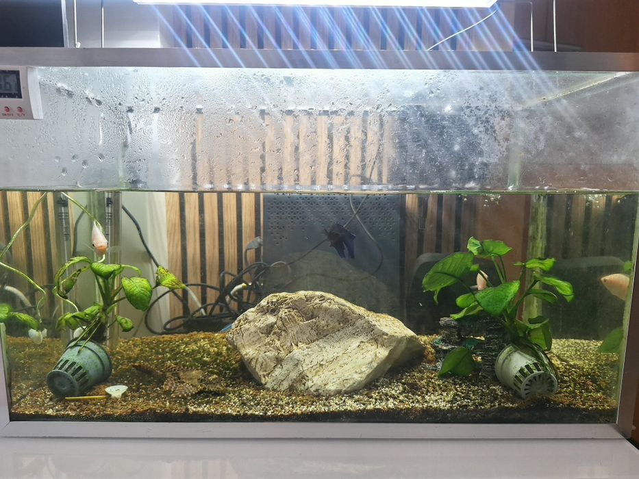 Vendo aquário com peixes e acessórios
