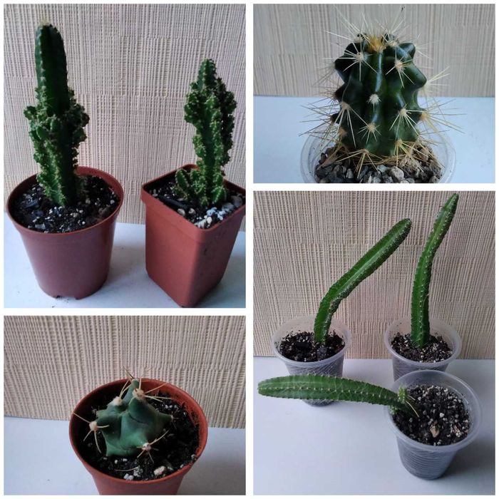 Кактус разные виды