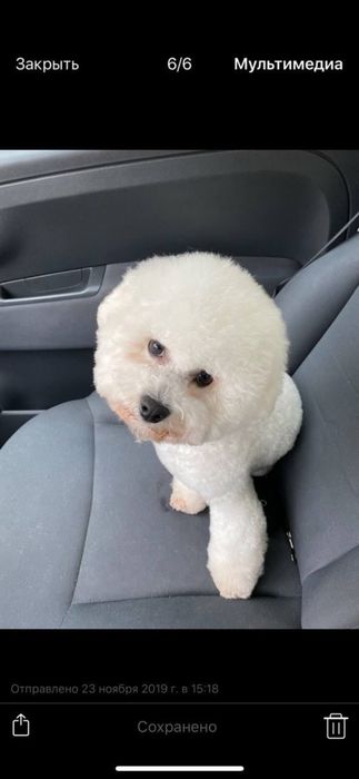 Вязка Бишон Фризе