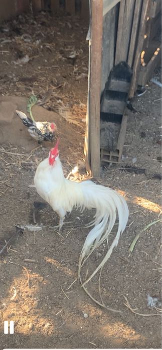 Ovos galados fenix brancos