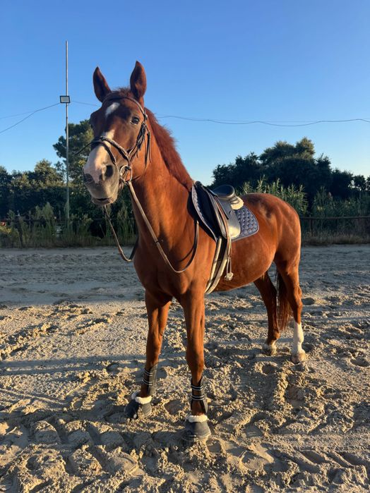 Mix KWPN Experiente Saltos