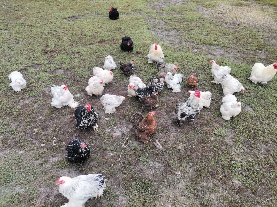 Kochiny miniaturowe koguty