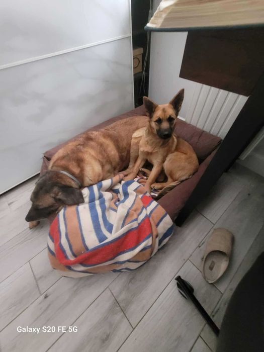 Urocza, młodziutka ALMA czeka na kochający domek.Adopcja!